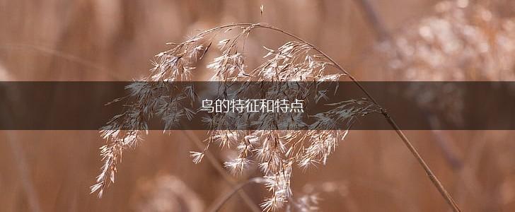 鸟的特征和特点,第1张