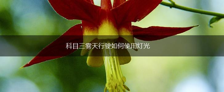 科目三雾天行驶如何使用灯光,第1张