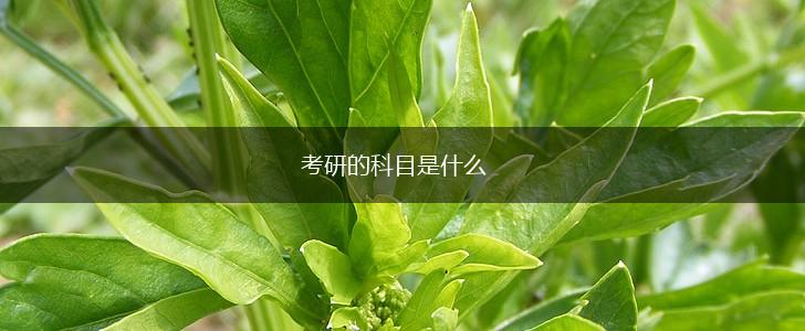 考研的科目是什么,第1张