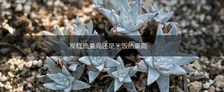 发糕热量高还是米饭热量高,第1张