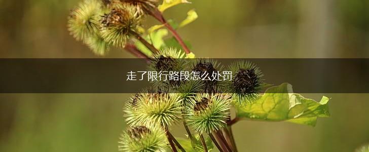 走了限行路段怎么处罚,第1张