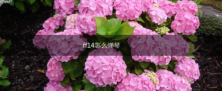 ff14怎么弹琴,第1张