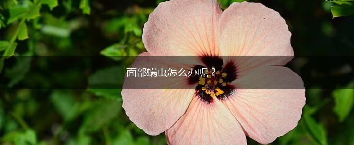 面部螨虫怎么办呢？,第1张