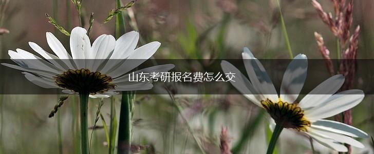山东考研报名费怎么交,第1张