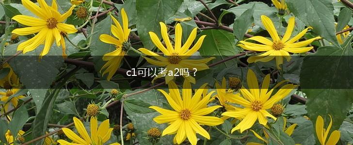 c1可以考a2吗？,第1张