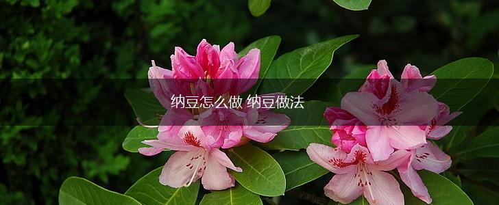 纳豆怎么做 纳豆做法,第1张