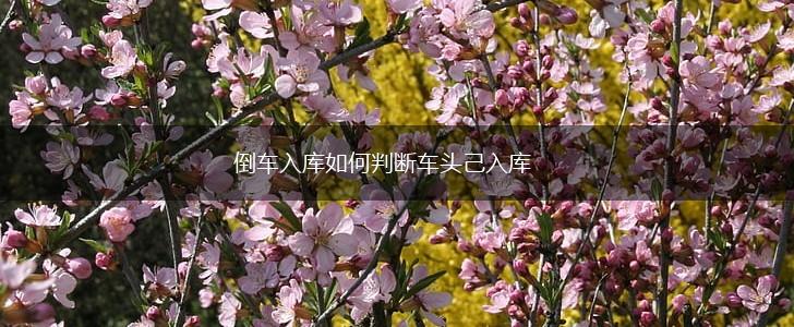 倒车入库如何判断车头己入库,第1张