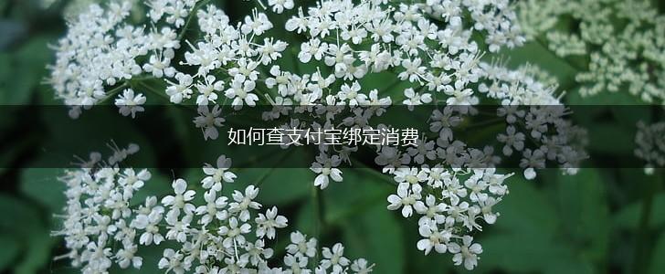 如何查支付宝绑定消费,第1张