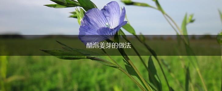 醋泡姜芽的做法,第1张