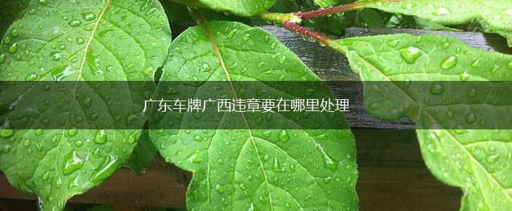 广东车牌广西违章要在哪里处理,第1张
