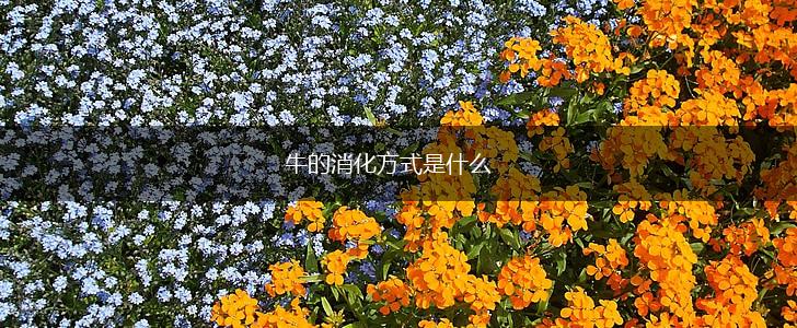 牛的消化方式是什么,第1张
