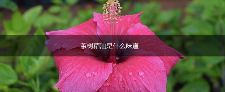 茶树精油是什么味道,第1张