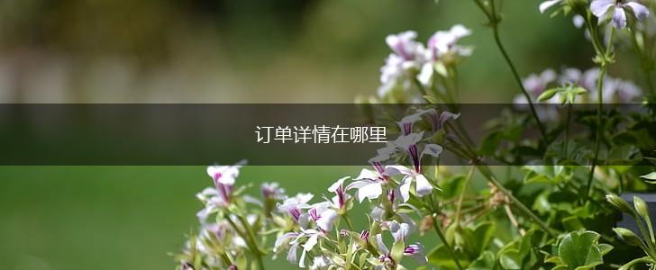 订单详情在哪里,第1张