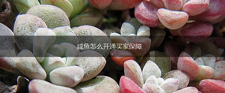 咸鱼怎么开通买家保障,第1张