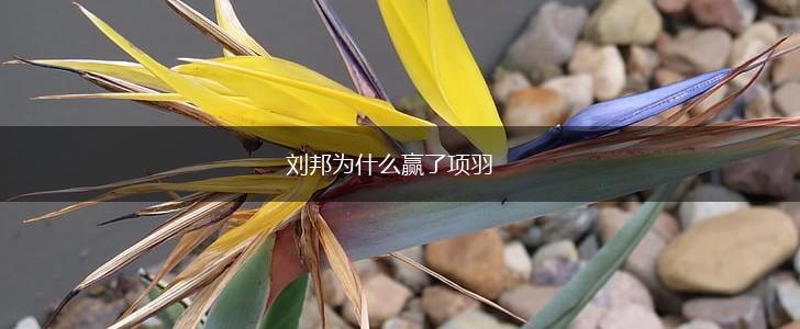 刘邦为什么赢了项羽,第1张