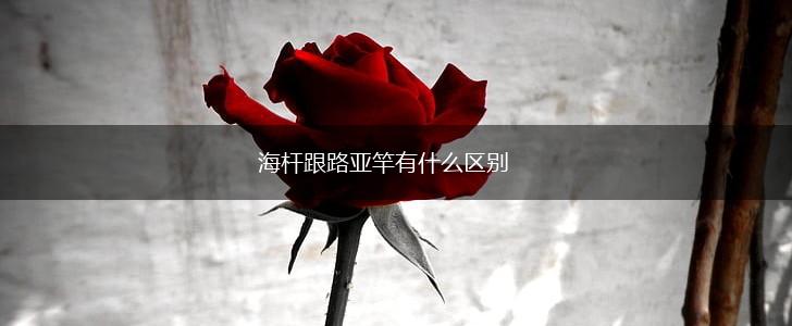 海杆跟路亚竿有什么区别,第1张