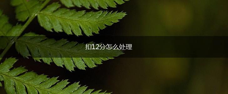 扣12分怎么处理,第1张