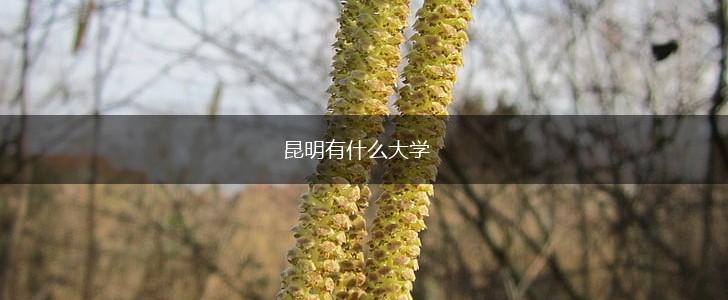 昆明有什么大学,第1张 昆明有什么大学,第1张