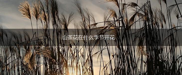 山茶花在什么季节开花,第1张