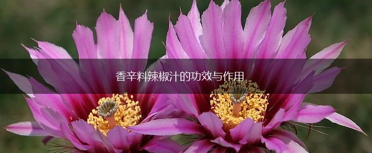香辛料辣椒汁的功效与作用,第1张 香辛料辣椒汁的功效与作用,第1张