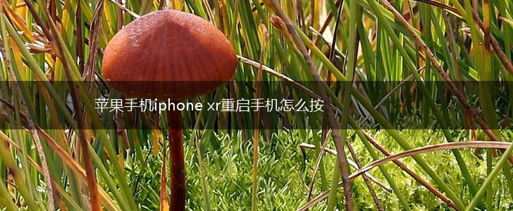 苹果手机iphone xr重启手机怎么按,第1张