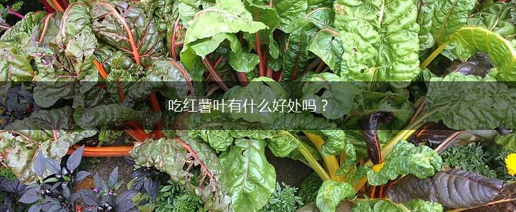 吃红薯叶有什么好处吗？,第1张