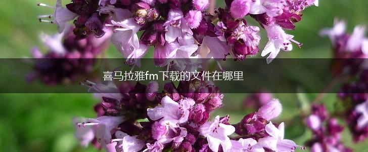 喜马拉雅fm下载的文件在哪里,第1张