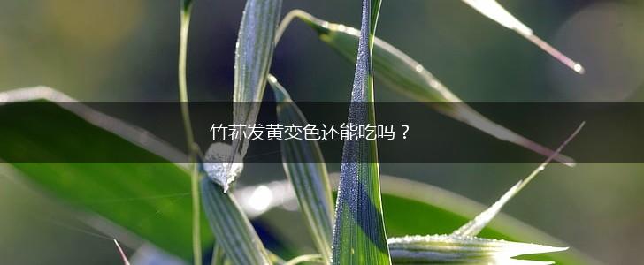 竹荪发黄变色还能吃吗？,第1张