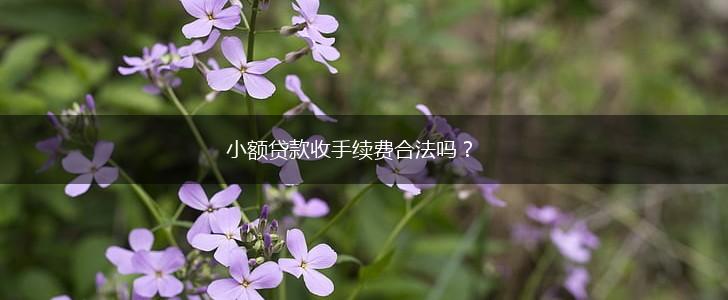 小额贷款收手续费合法吗？,第1张