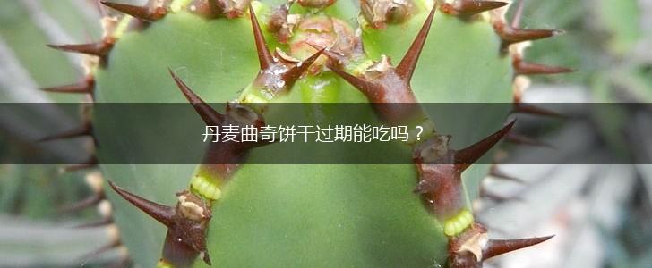 丹麦曲奇饼干过期能吃吗？,第1张