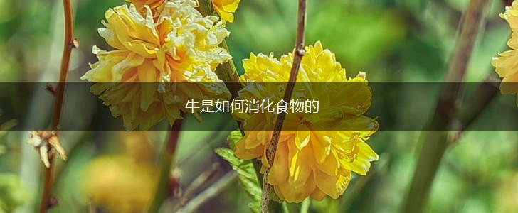 牛是如何消化食物的,第1张