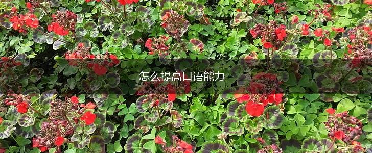 怎么提高口语能力,第1张