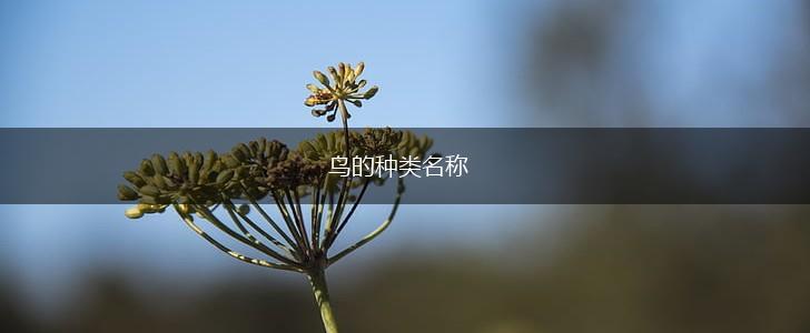 鸟的种类名称,第1张