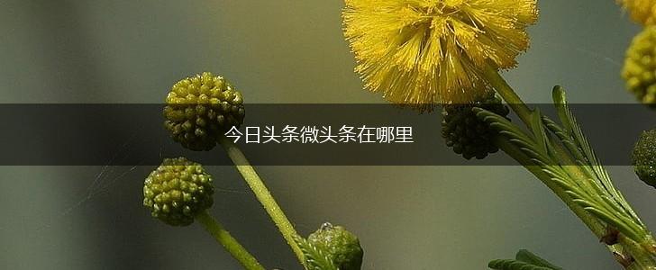 今日头条微头条在哪里,第1张