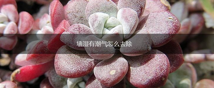 墙湿有潮气怎么去除,第1张