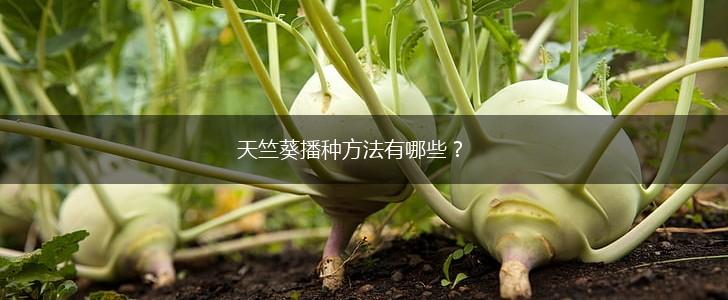天竺葵播种方法有哪些？,第1张