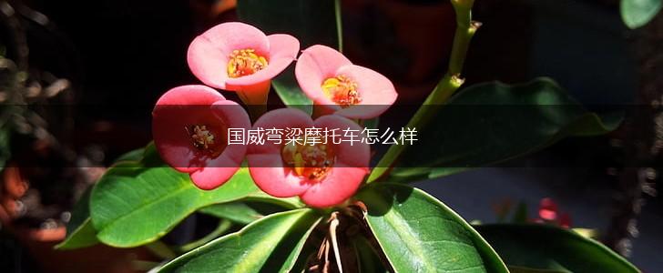 国威弯粱摩托车怎么样,第1张