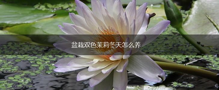 盆栽双色茉莉冬天怎么养,第1张