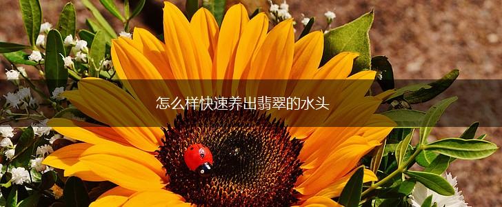 怎么样快速养出翡翠的水头,第1张 怎么样快速养出翡翠的水头,第1张