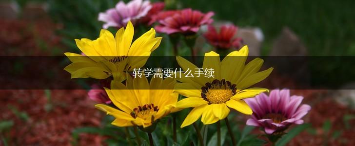 转学需要什么手续,第1张