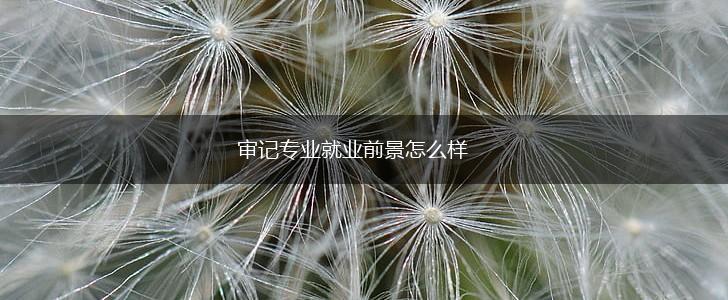 审记专业就业前景怎么样,第1张