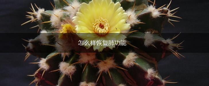 怎么样恢复肺功能,第1张 怎么样恢复肺功能,第1张