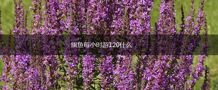 旗鱼每小时游120什么,第1张