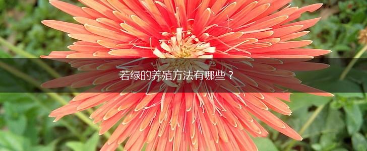 若绿的养殖方法有哪些？,第1张