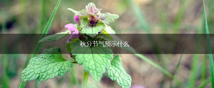 秋分节气预示什么,第1张