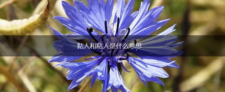 黏人和粘人是什么意思,第1张