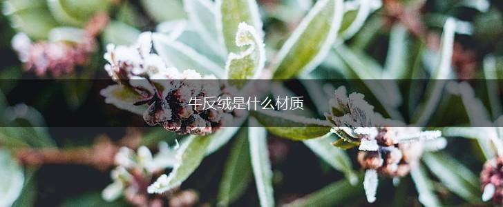 牛反绒是什么材质,第1张