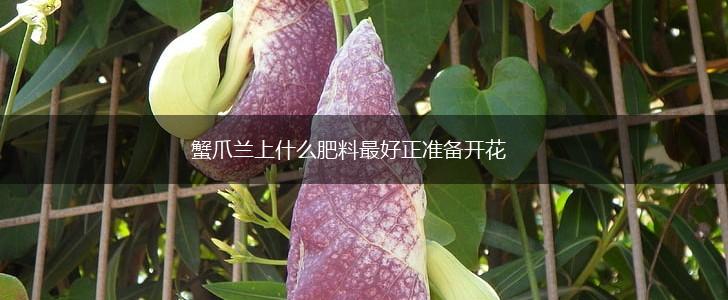 蟹爪兰上什么肥料最好正准备开花,第1张 蟹爪兰上什么肥料最好正准备开花,第1张