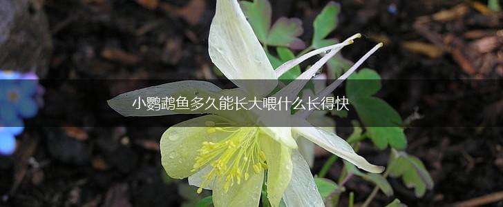 小鹦鹉鱼多久能长大喂什么长得快,第1张