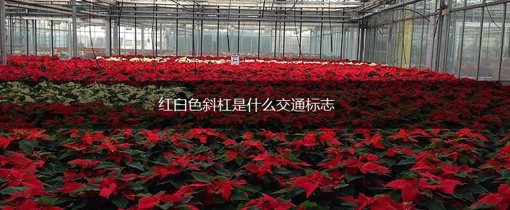 红白色斜杠是什么交通标志,第1张